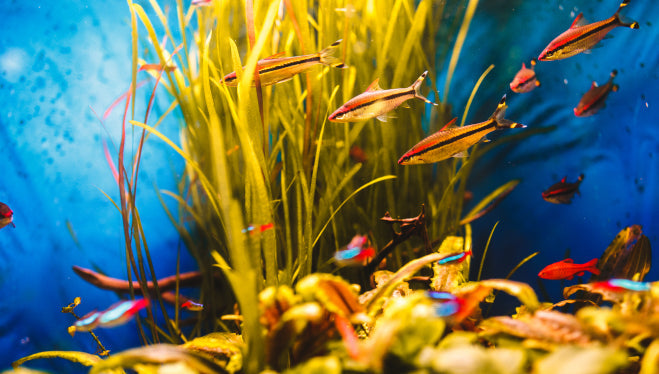 Caduta foglie e rilascio di sostanze: come l’autunno influenza la chimica dell’acquario