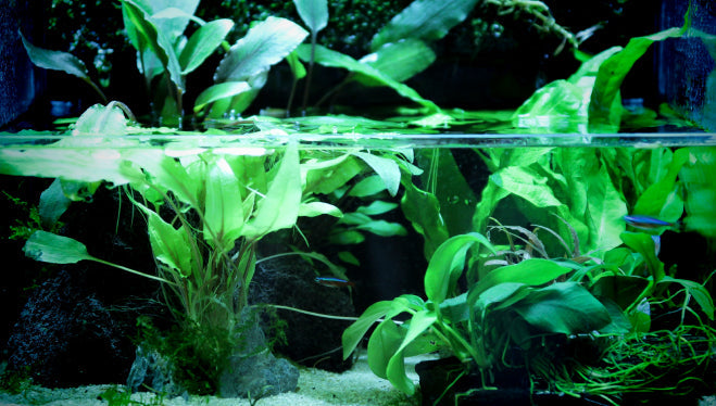 Perché ogni acquario dovrebbe avere uno skimmer di superficie in autunno