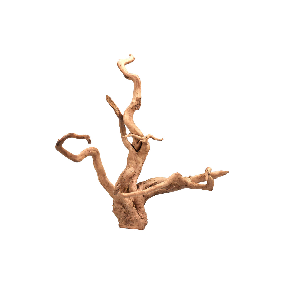 AQPET ZEN WOOD ROOT RAÍZ DE MADERA SELECTA
