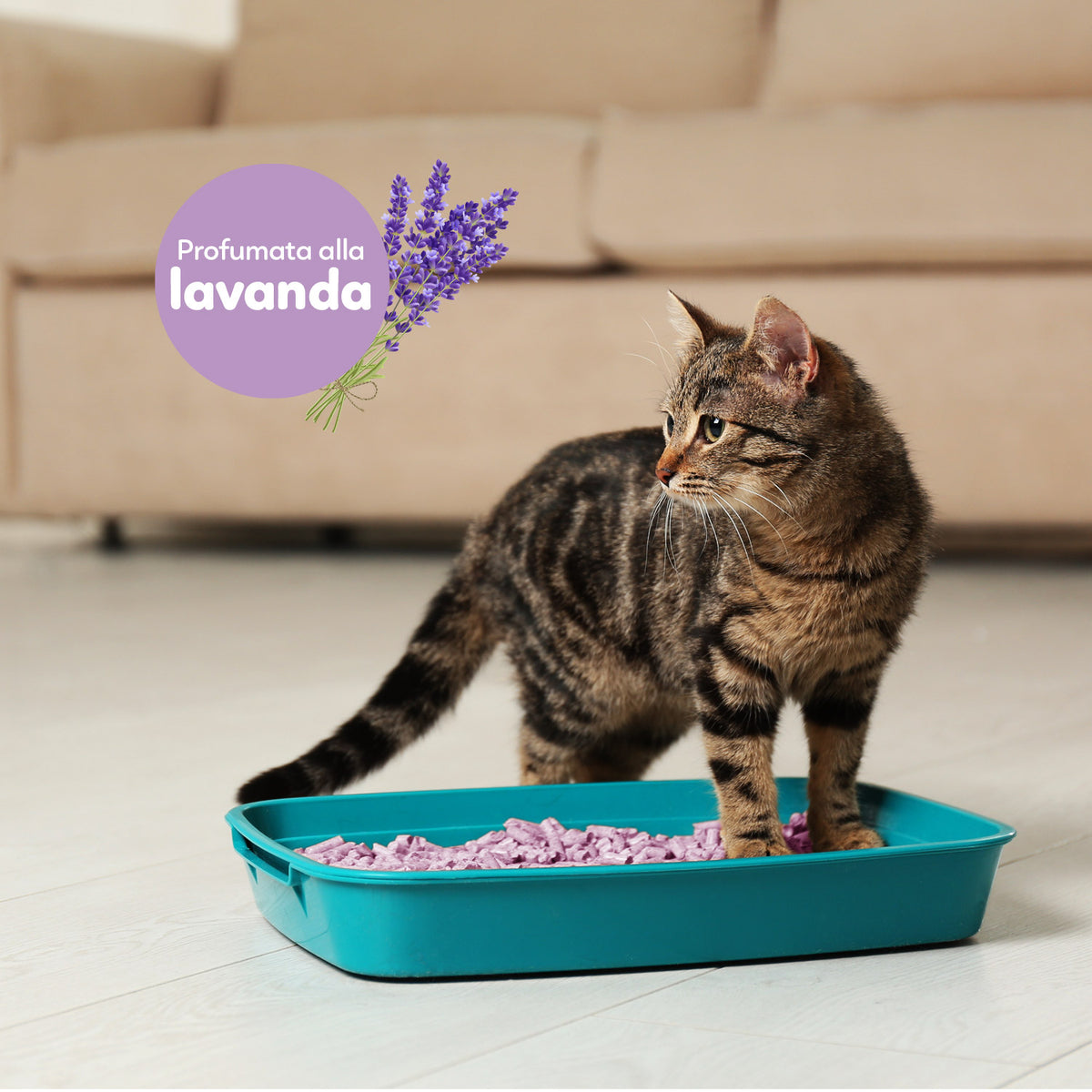 AQPET FRIENDS Catty Green Arena de soja con aroma a lavanda 6LT para gatos, súper absorbente, antiolores e higiénica