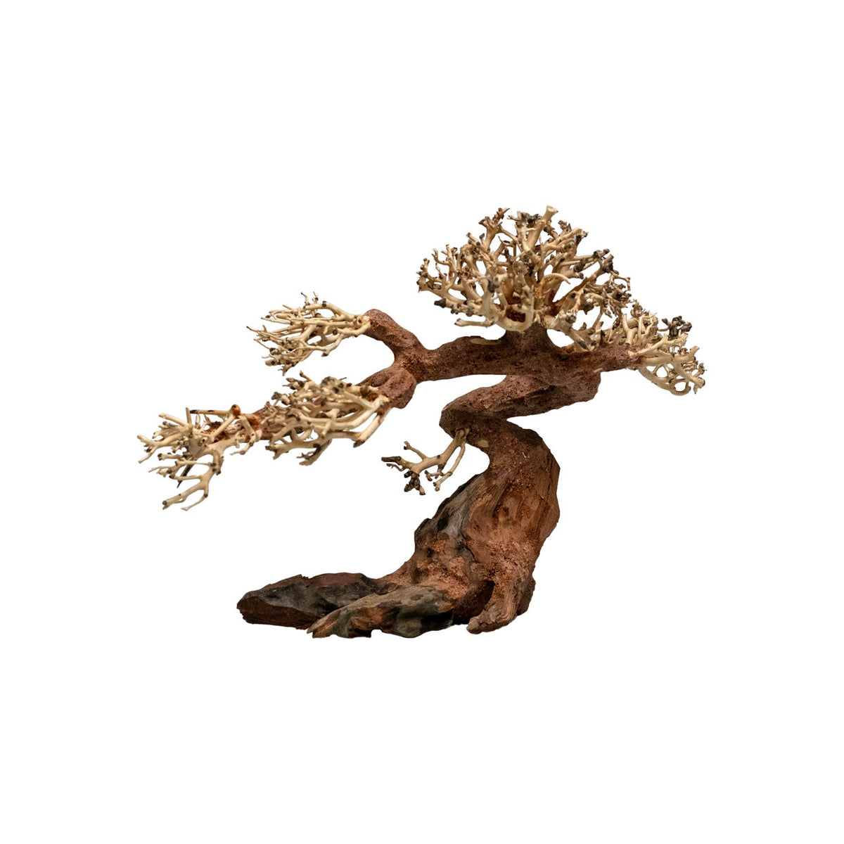 AQPET ZEN BONSAI GARRA