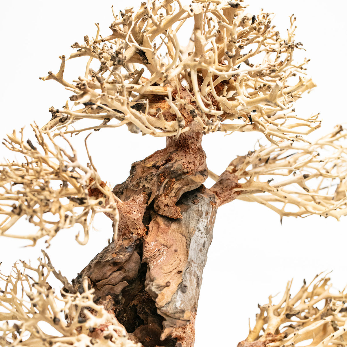 AQPET ZEN BONSAI MADERA