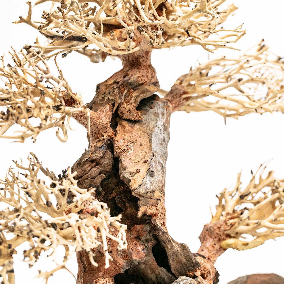 AQPET ZEN BONSAI MADERA