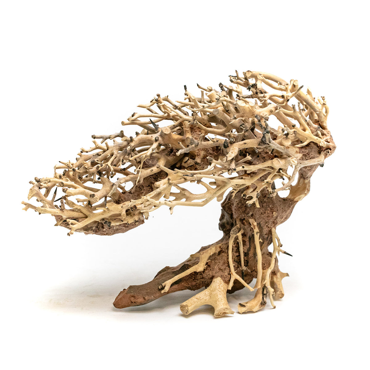 AQPET ZEN BONSAI ROMÁNTICO