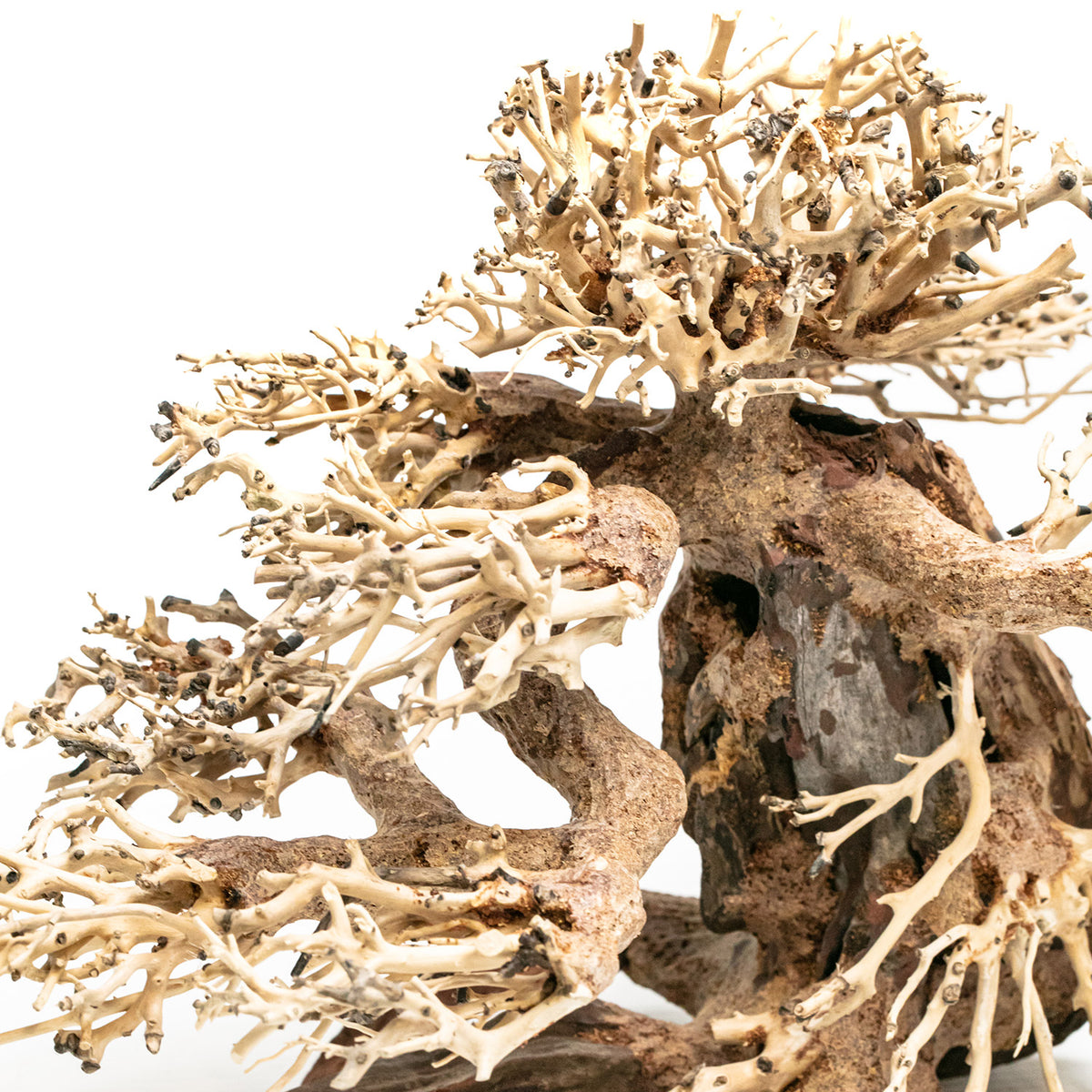 AQPET ZEN BONSAI PINO