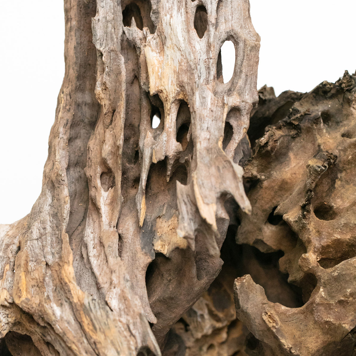 AQPET ZEN WOOD MADERA DE DRAGÓN