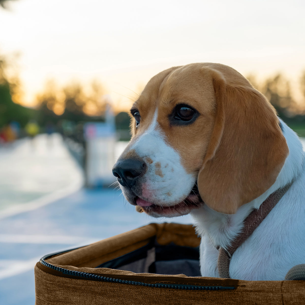 AQPET FRIENDS Cochecito cómodo y práctico para perros de tamaño mediano/pequeño Para perros y gatos Viaje seguro
