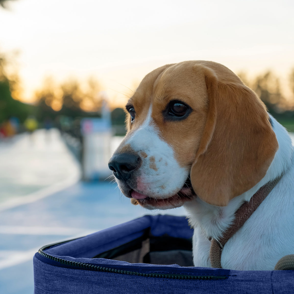 AQPET FRIENDS Cochecito cómodo y práctico para perros de tamaño mediano/pequeño Para perros y gatos Viaje seguro