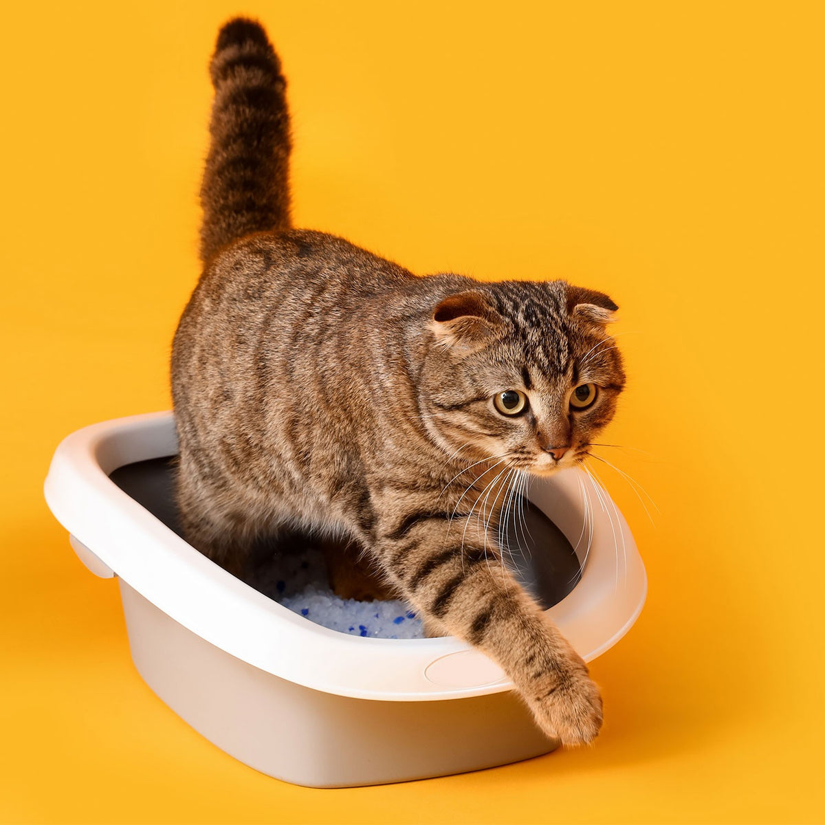 AQPET FRIENDS Catty Arena de sílice para gatos, súper absorbente, antiolores e higiénica