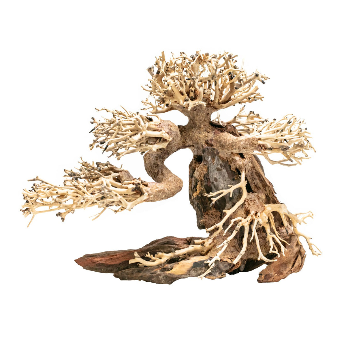 AQPET ZEN BONSAI PINO